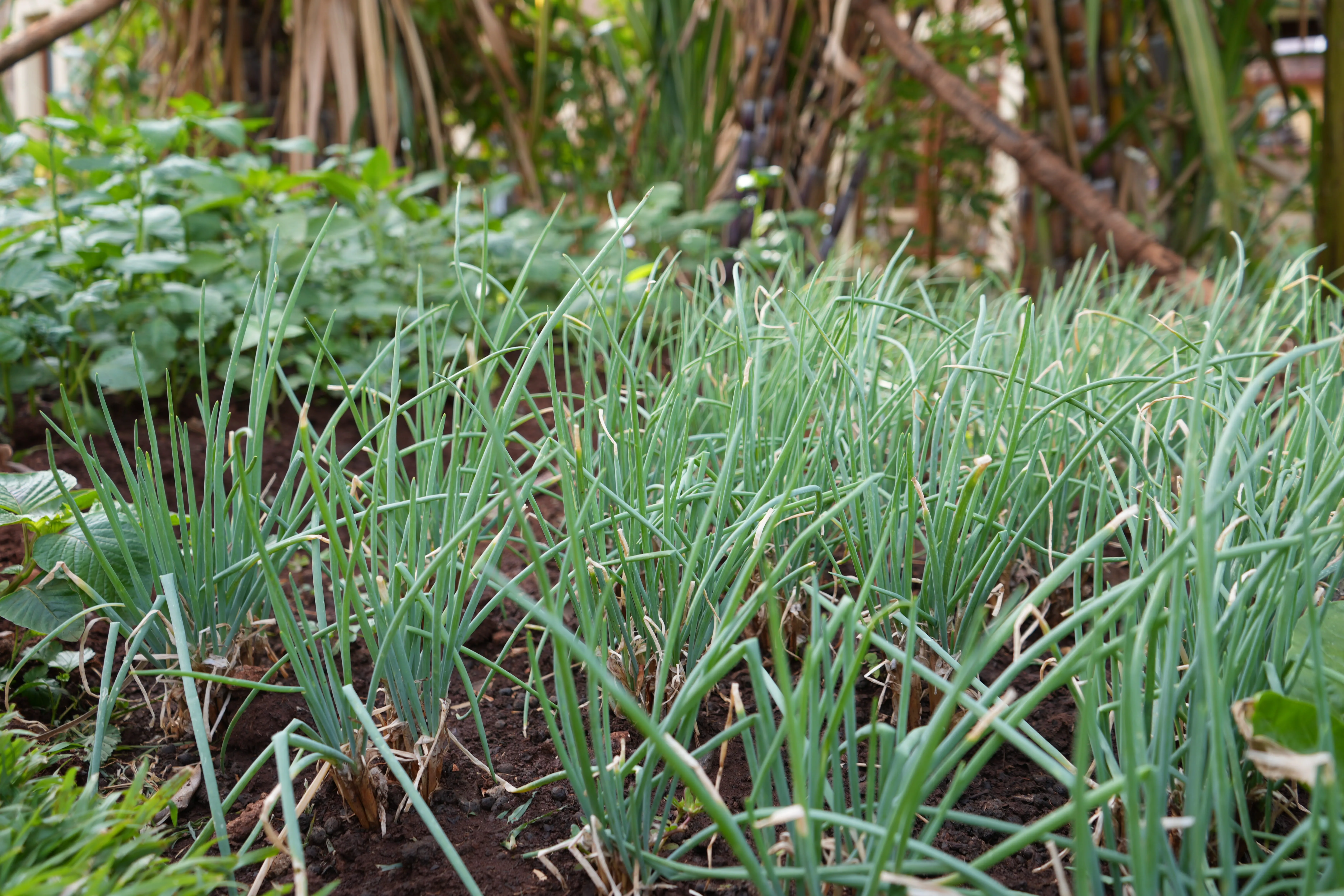 Spring Onions • 1 KG