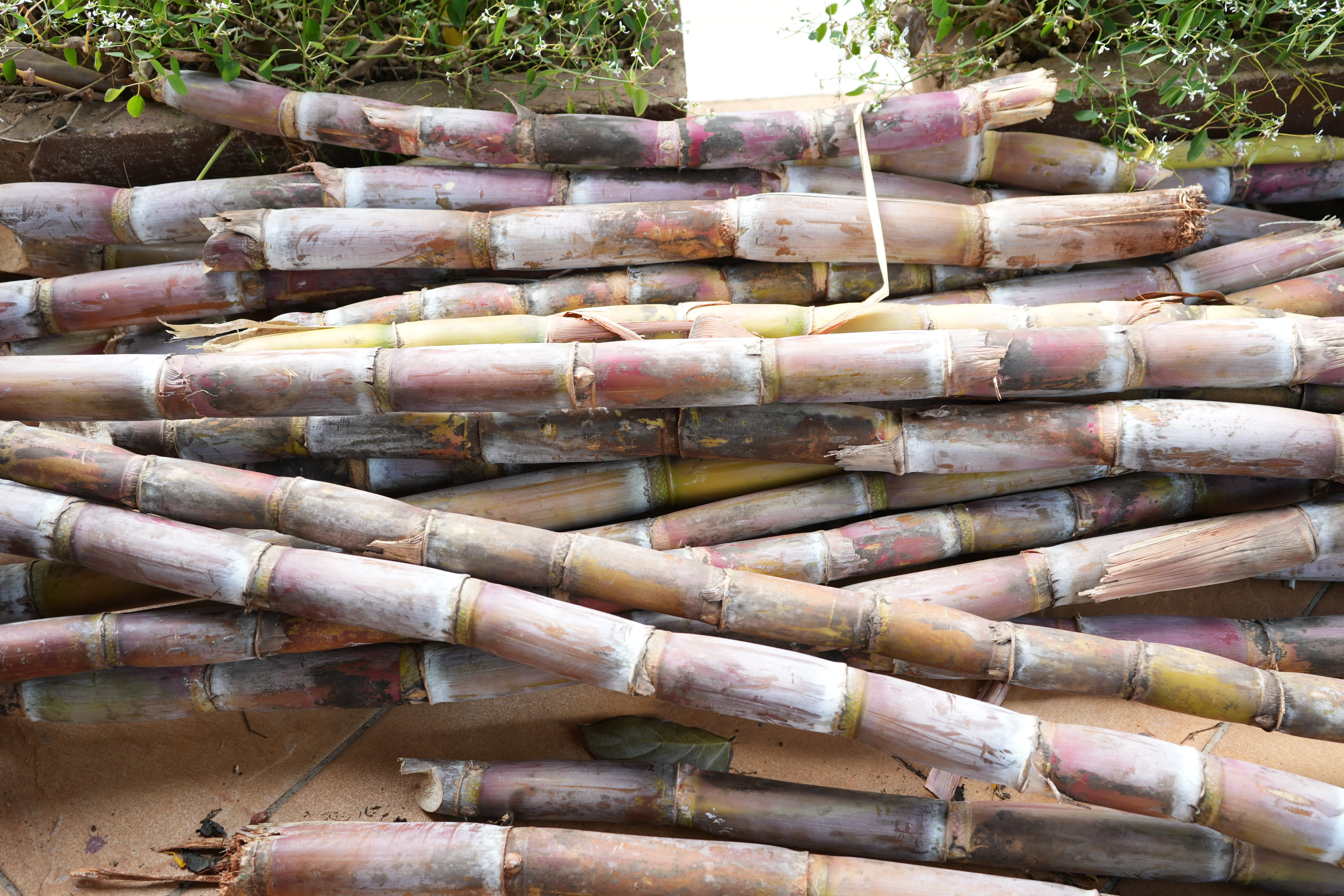 Sugarcane • 1 KG